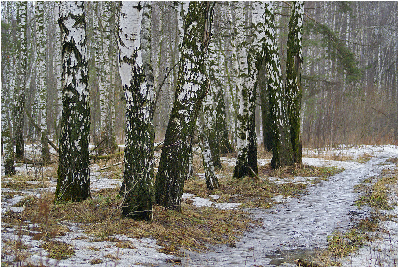 Изображение особи Betula pendula.