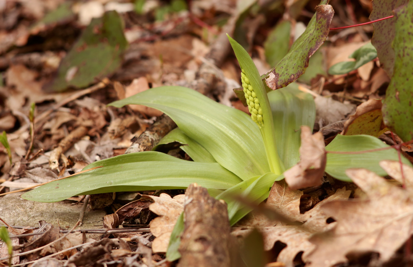 Изображение особи род Orchis.