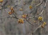 Acer negundo