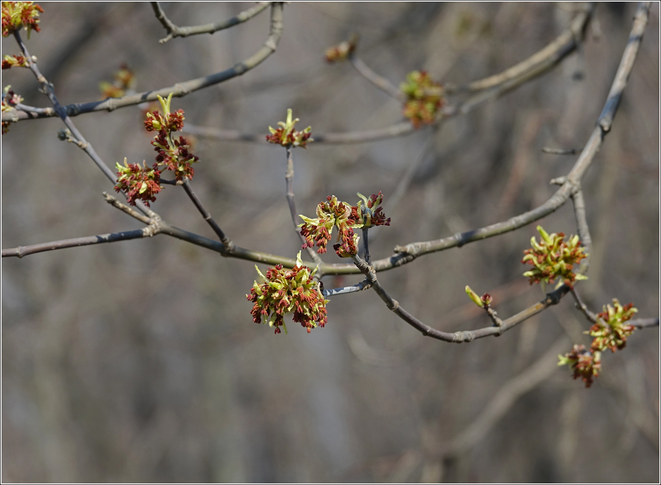 Image of Acer negundo specimen.