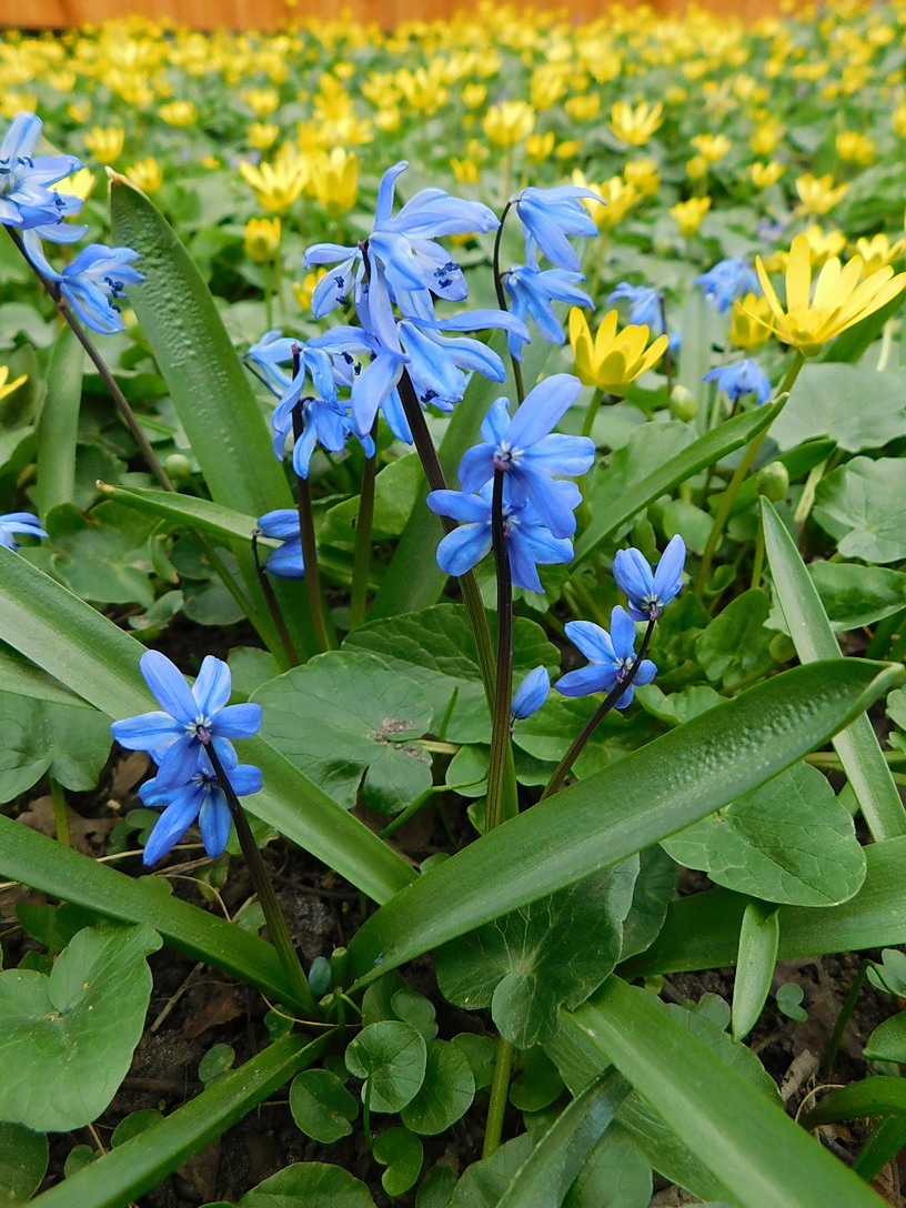 Изображение особи Scilla siberica.