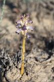 Orobanche cumana. Цветущее растение (паразитирует на Artemisia sp.). Казахстан, Мангистауская обл., Тупкараганский р-н, плато Тюб-Караган, песчано-глинистая пустыня. 08.06.2022.