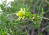 Смотреть изображение Malacocarpus crithmifolius