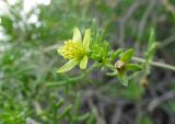 Malacocarpus crithmifolius