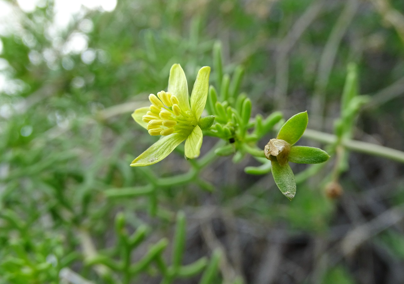 Изображение особи Malacocarpus crithmifolius.