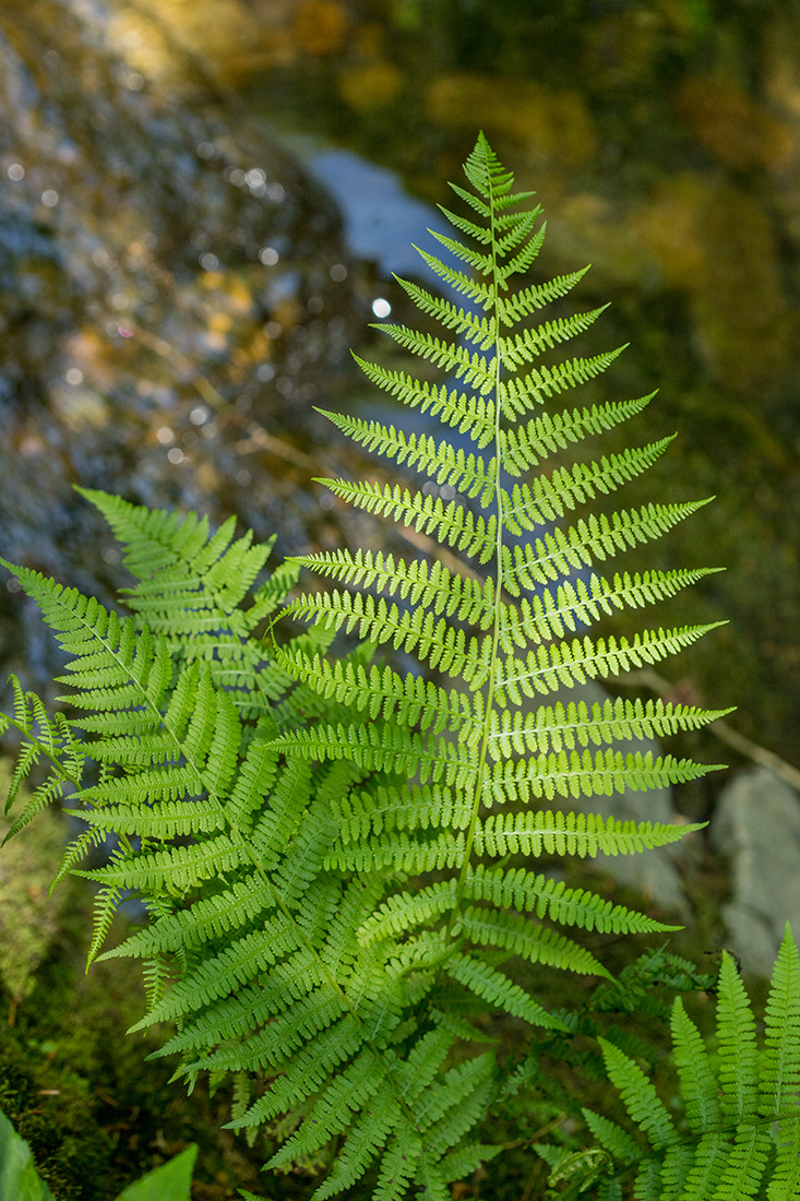 Изображение особи семейство Woodsiaceae.