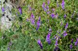 Vicia villosa