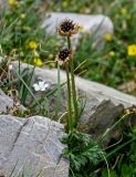 Trollius komarovii