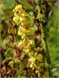 Verbascum nigrum. Часть соцветия. Тверская обл., Ржевский р-н, р. Волга, окр. переката Рождественский, заливной луг. 6 августа 2010 г.