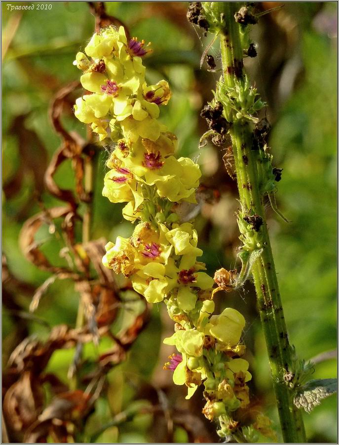 Изображение особи Verbascum nigrum.