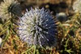 Echinops tschimganicus. Соцветие. Казахстан, Туркестанская обл., Байдибекский р-н, горы Каратау, верховья левого притока р. Улькен Бугунь, на вторичном сухом травянистом водоразделе. 13 августа 2023 г.