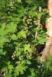 Ribes spicatum