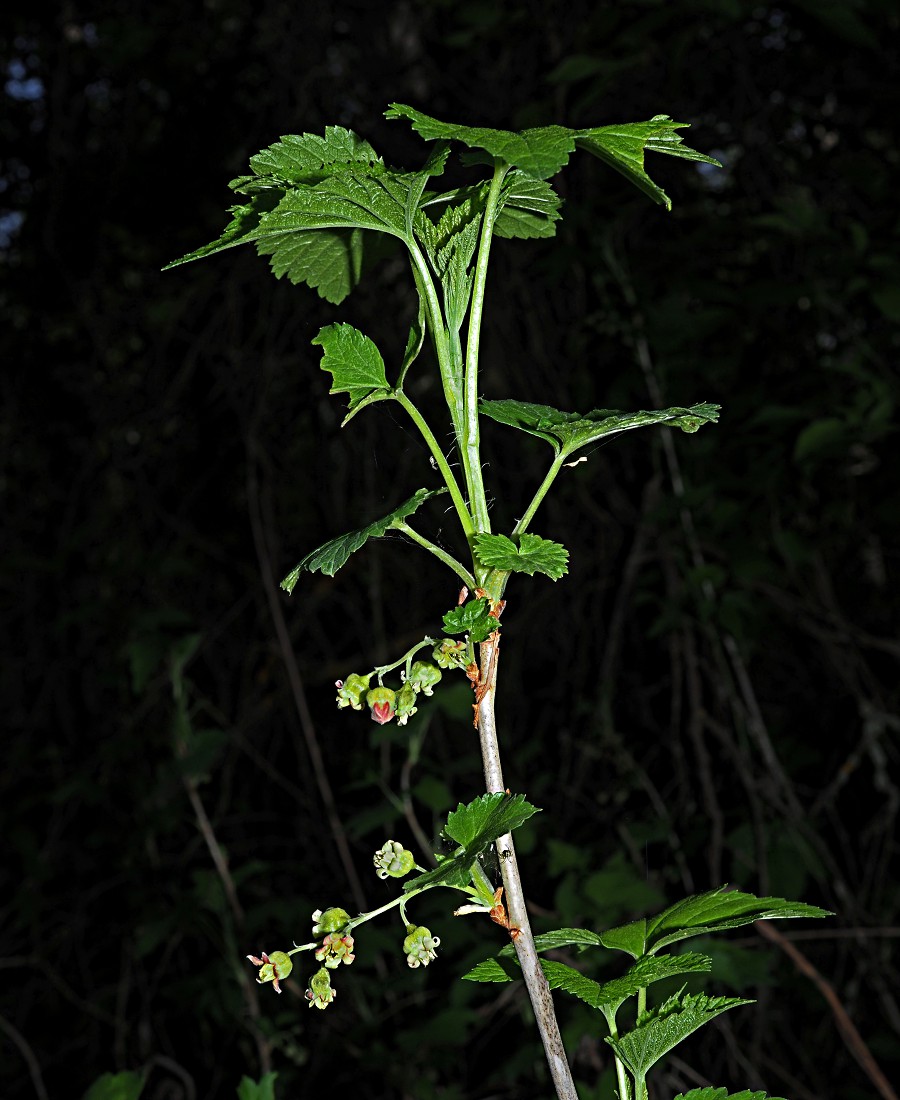 Изображение особи Ribes nigrum.