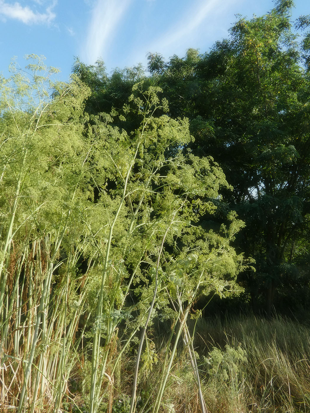Изображение особи Conium maculatum.