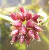 Oenanthe aquatica. Соплодие. Ярославская обл., Угличский р-н, д. Масальское, р. Корожечна. 19.08.2009.