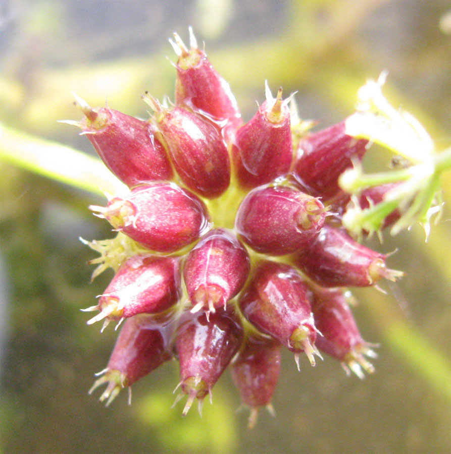 Image of Oenanthe aquatica specimen.