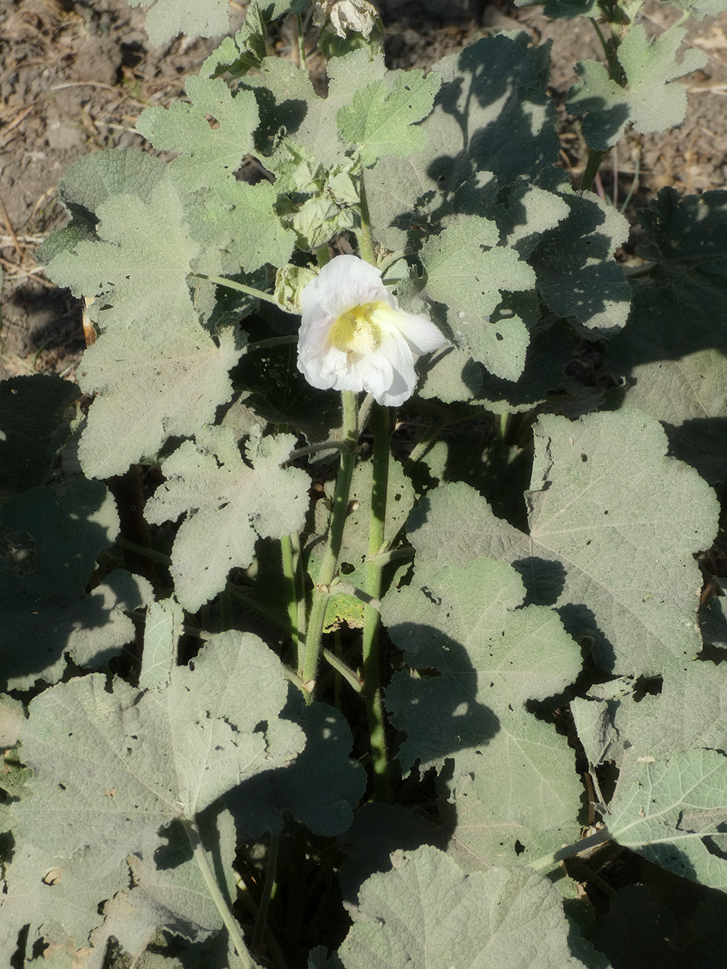 Изображение особи Alcea rosea.