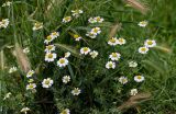 Anthemis ruthenica