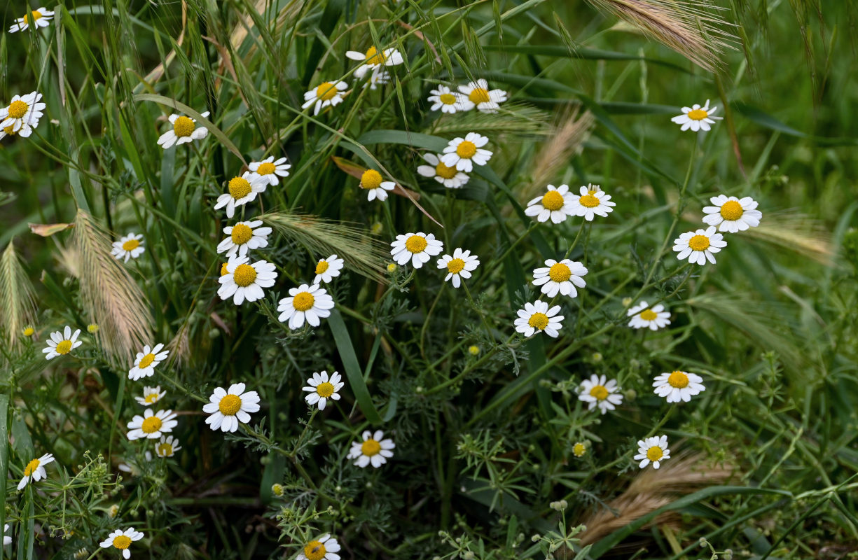 Image of Anthemis ruthenica specimen.