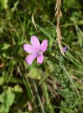 Linum hypericifolium