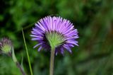 Erigeron venustus. Соцветие (вид со стороны обёртки). Армения, обл. Гегаркуник, берег оз. Севан, гора Артаниш, ≈ 2400 м н.у.м., субальпийский луг. 23.06.2022.