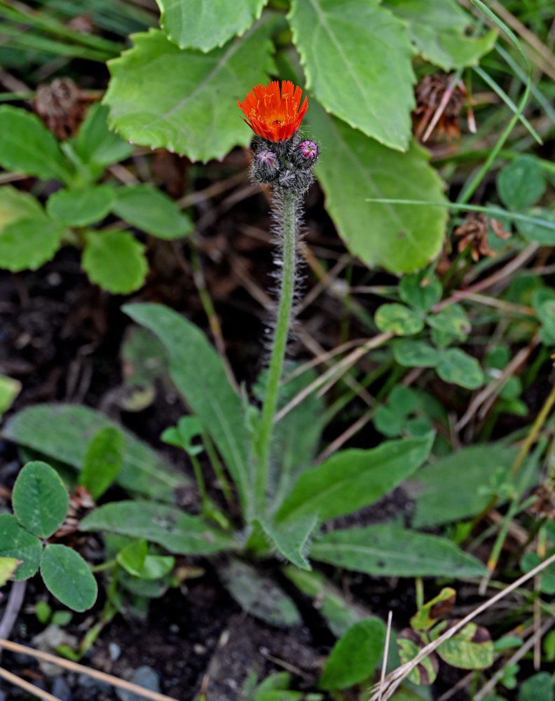 Изображение особи Pilosella aurantiaca.