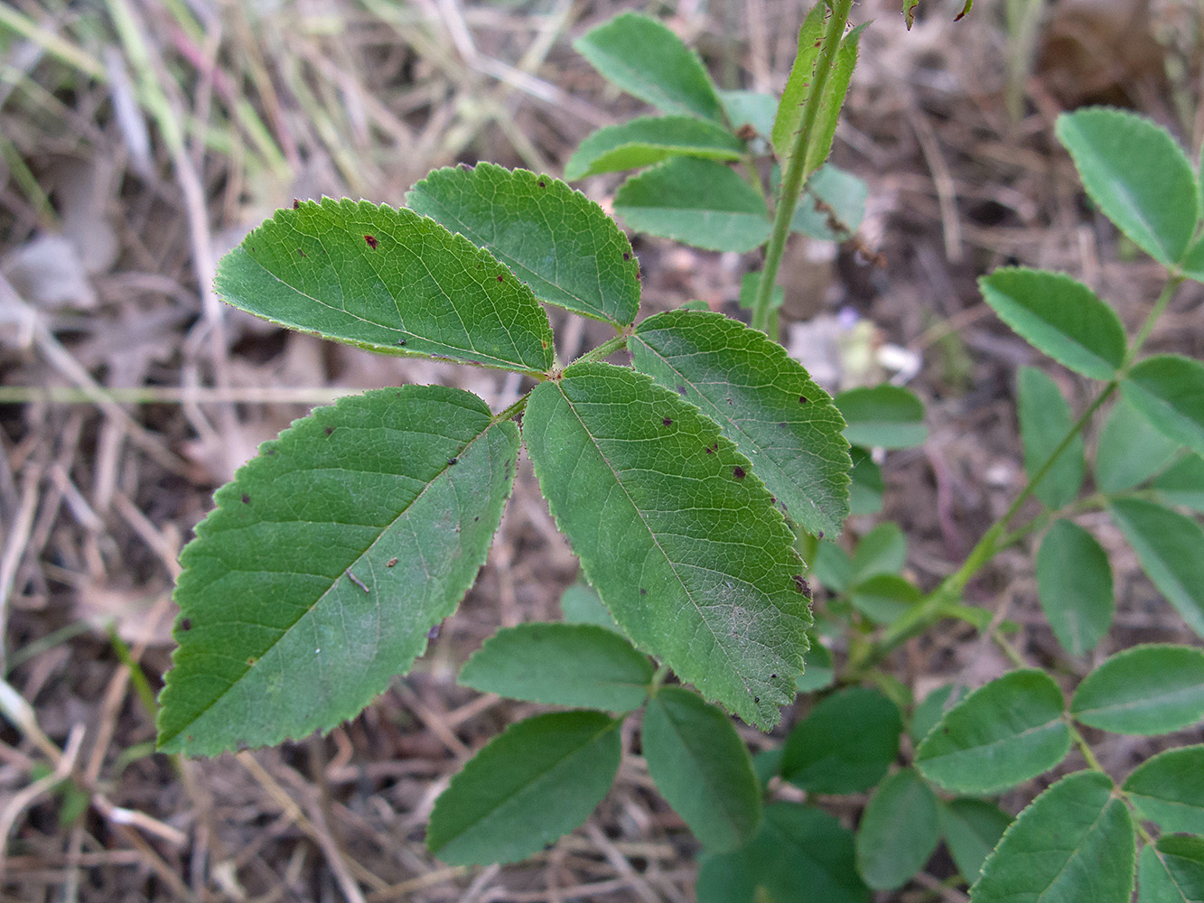 Image of Rosa gallica specimen.