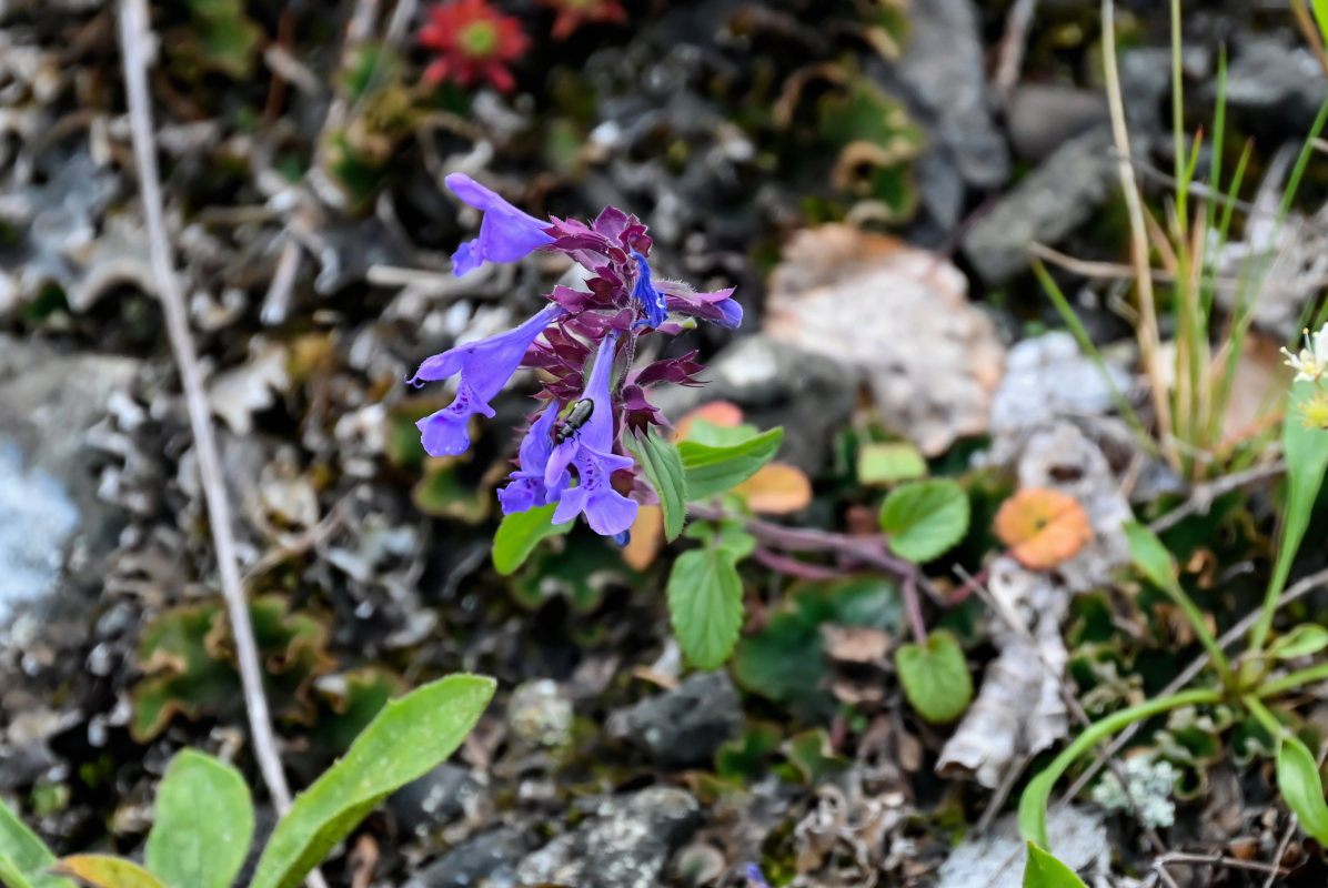 Изображение особи Dracocephalum nutans.