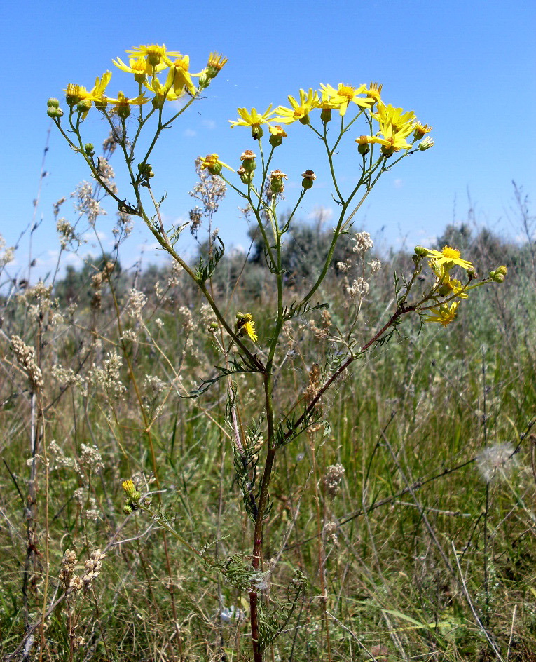 Image of Senecio borysthenicus specimen.