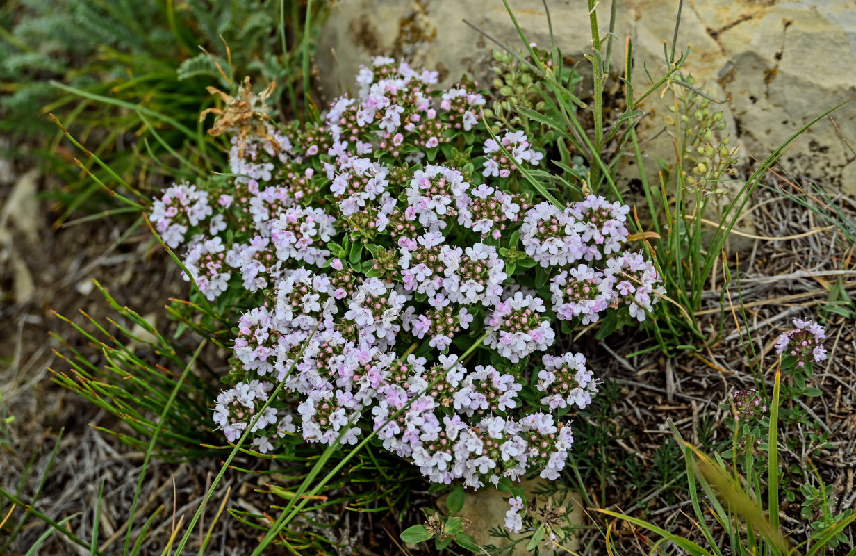 Изображение особи род Thymus.