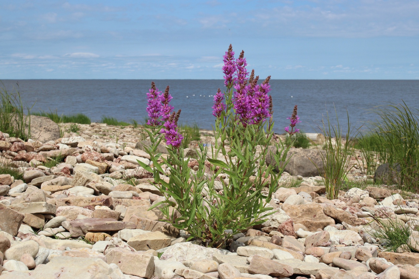 Image of Lythrum salicaria specimen.