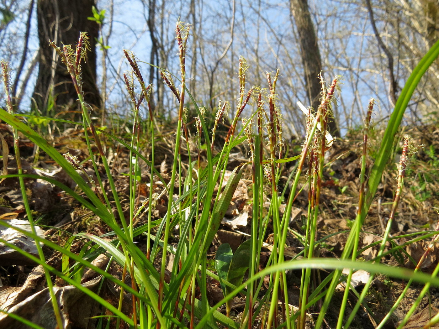 Image of Carex digitata specimen.