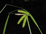 Carex pseudocyperus. Соплодие и сохранившийся тычиночный колосок. Ульяновская обл., г. Димитровград, промзона, пойма р. Мал. Ерыкла, высохшее черноольховое болото. 21.06.2023.