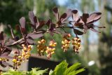 Berberis форма atropurpurea
