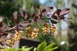 Berberis form atropurpurea