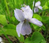 Viola epipsila