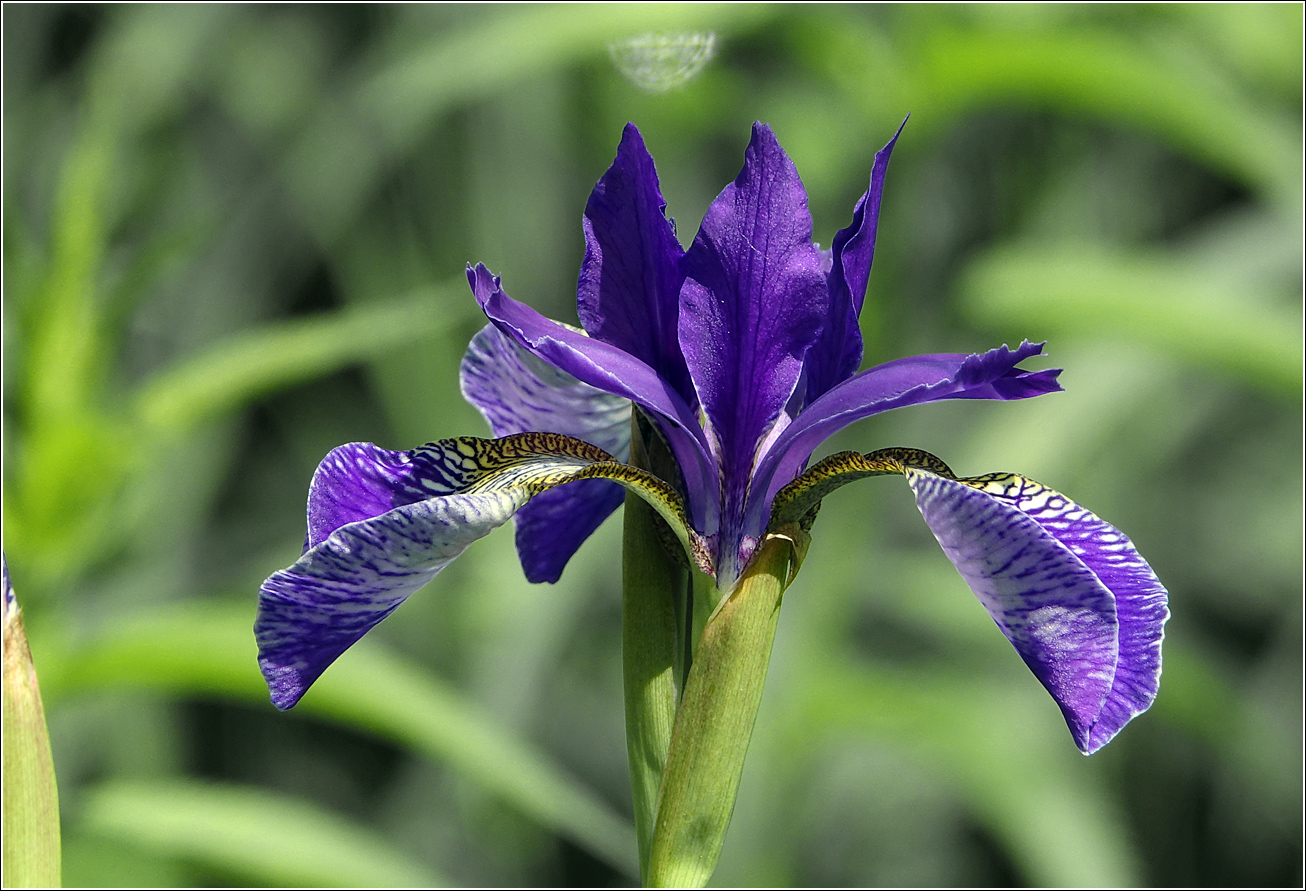 Image of Iris sanguinea specimen.