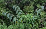 Reynoutria sachalinensis. Цветущее растение. Сахалин, г. Южно-Сахалинск, горнолыжный комплекс \"Горный воздух\", опушка смешанного леса. 25.08.2023.