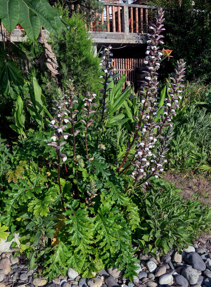 Изображение особи Acanthus mollis.