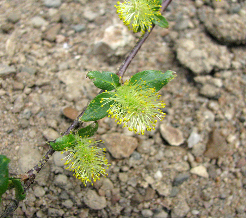 Изображение особи Salix phylicifolia.