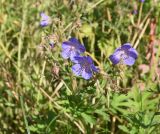 Geranium pratense