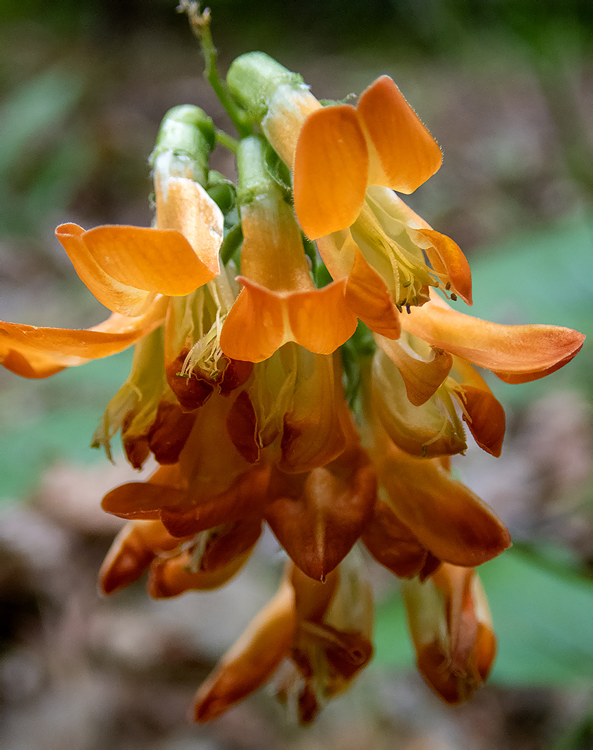 Изображение особи Lathyrus aureus.
