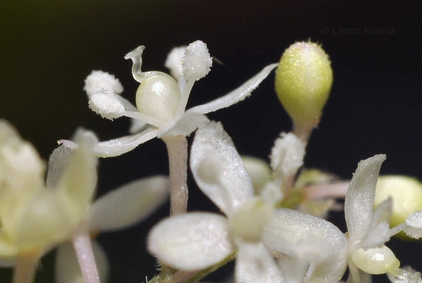 Image of Rivina humilis specimen.