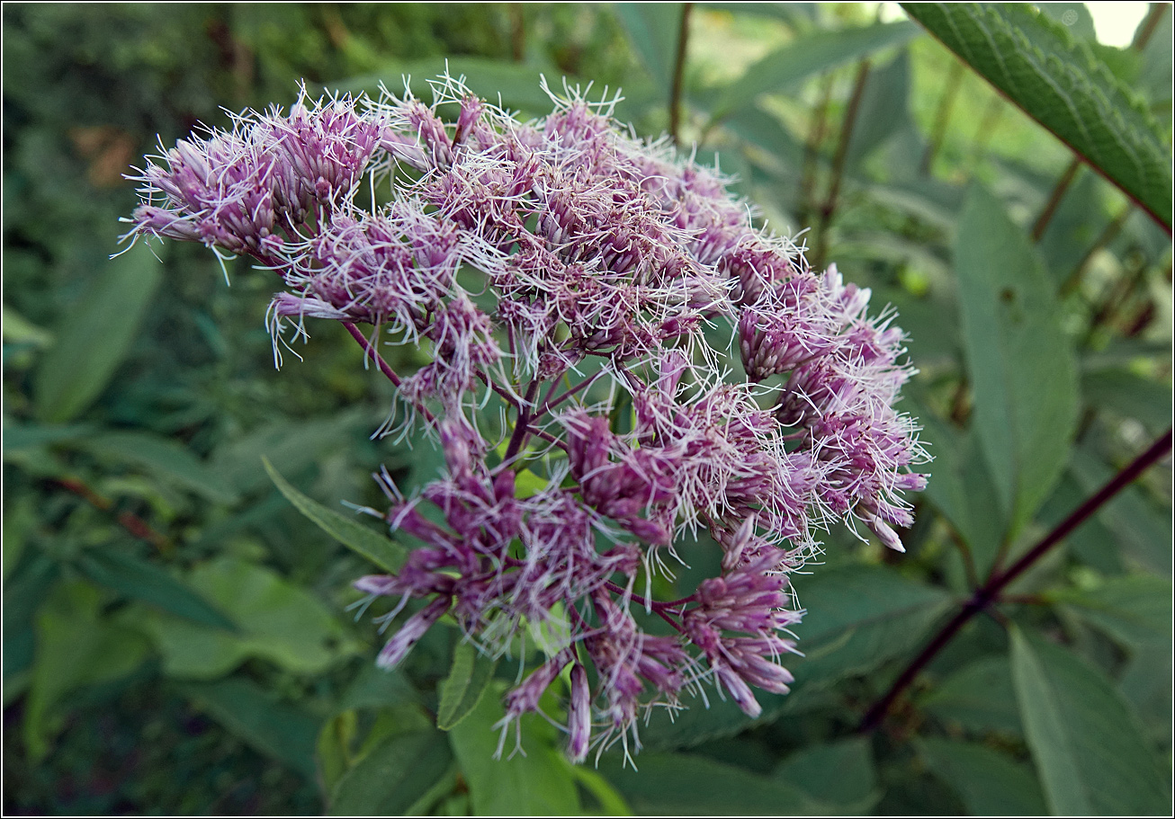 Image of genus Eupatorium specimen.