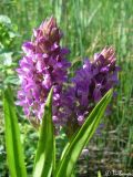 Dactylorhiza incarnata. Соцветия. Крым, Байдарская долина, окр. с. Орлиное, берег р. Курулюк-Су. 27.05.2010.