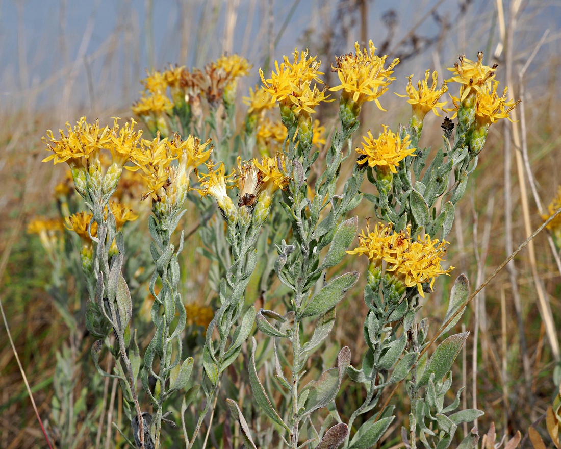 Image of Galatella villosa specimen.