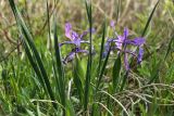 Iris ventricosa