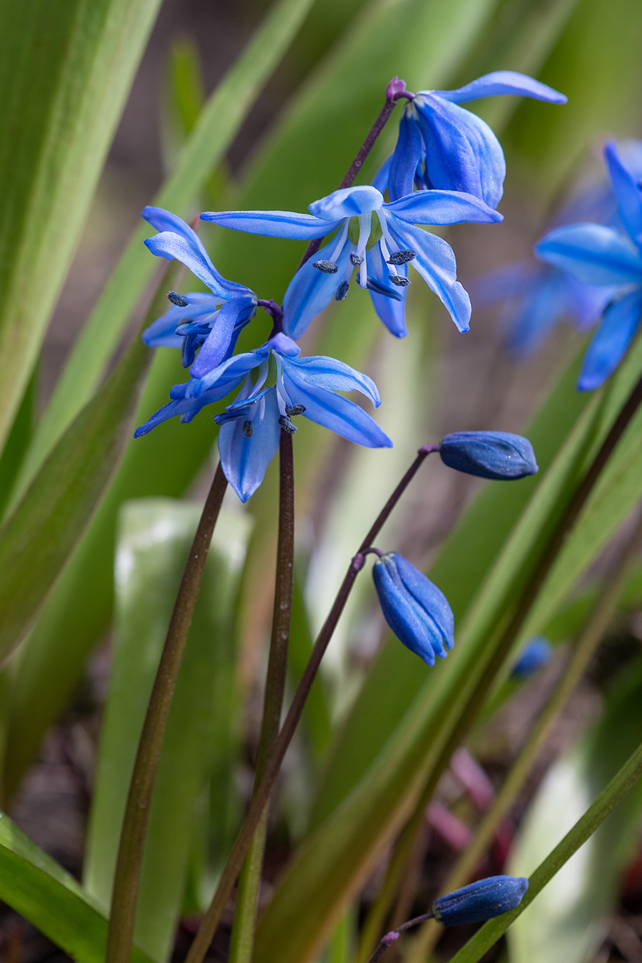 Изображение особи Scilla siberica.