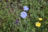 Linum austriacum. Цветки. Грузия, Самцхе-Джавахети, окр. ур. Немецкая дорога, выс. 1400 м н.у.м., луг. 18 мая 2025 г.