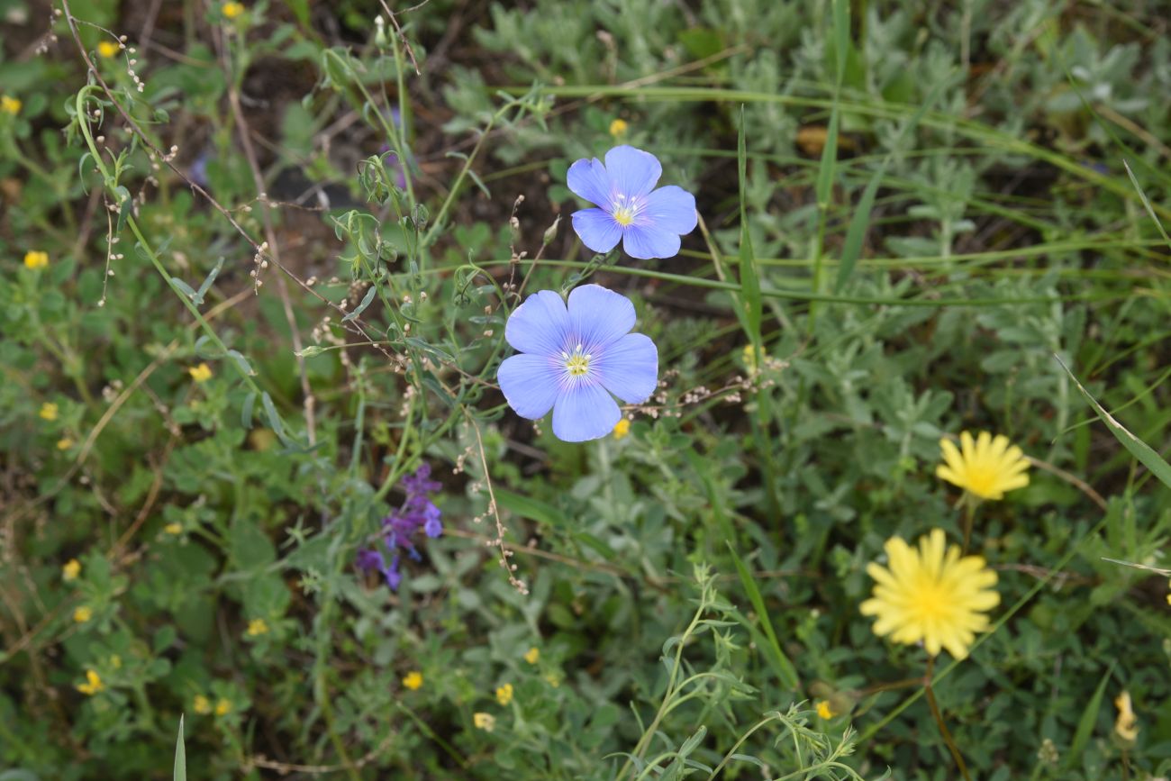 Изображение особи Linum austriacum.